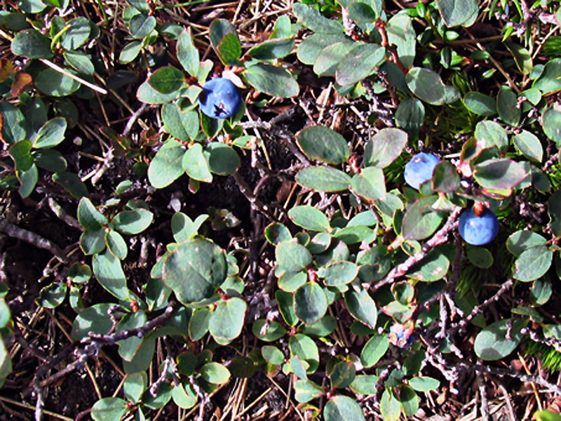 Vaccinium uliginosum L. / Mirtillo falso